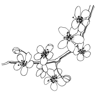 Sakura izole bir vektör tarzı. Bitki tam adı: sakura. Arka plan, doku, sarıcı desen, çerçeve veya kenarlık için vektör çiçek.