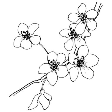 Sakura izole bir vektör tarzı. Bitki tam adı: sakura. Arka plan, doku, sarıcı desen, çerçeve veya kenarlık için vektör çiçek.