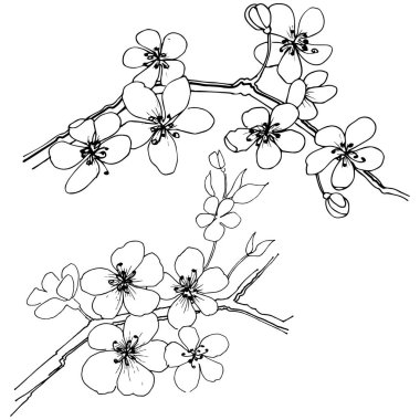 Sakura izole bir vektör tarzı. Bitki tam adı: sakura. Arka plan, doku, sarıcı desen, çerçeve veya kenarlık için vektör çiçek.