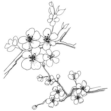 Sakura izole bir vektör tarzı. Bitki tam adı: sakura. Arka plan, doku, sarıcı desen, çerçeve veya kenarlık için vektör çiçek.