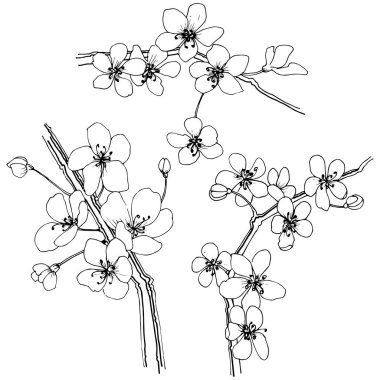 Sakura izole bir vektör tarzı. Bitki tam adı: sakura. Arka plan, doku, sarıcı desen, çerçeve veya kenarlık için vektör çiçek.