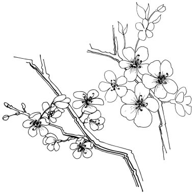 Sakura izole bir vektör tarzı. Bitki tam adı: sakura. Arka plan, doku, sarıcı desen, çerçeve veya kenarlık için vektör çiçek.