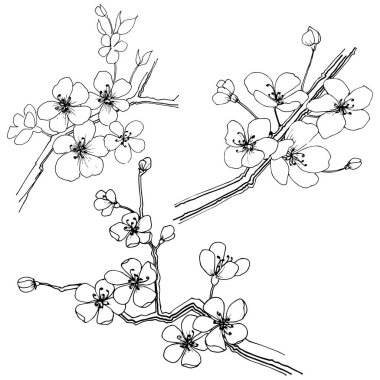 Sakura izole bir vektör tarzı. Bitki tam adı: sakura. Arka plan, doku, sarıcı desen, çerçeve veya kenarlık için vektör çiçek.