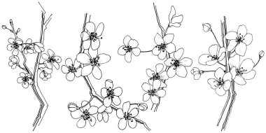 Sakura izole bir vektör tarzı. Bitki tam adı: sakura. Arka plan, doku, sarıcı desen, çerçeve veya kenarlık için vektör çiçek.