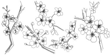 Sakura izole bir vektör tarzı. Bitki tam adı: sakura. Arka plan, doku, sarıcı desen, çerçeve veya kenarlık için vektör çiçek.