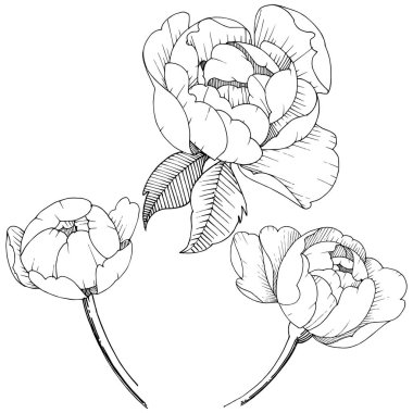 Şakayık Çiçeği izole bir vektör tarzı. Arka plan, doku, sarıcı desen, çerçeve veya kenarlık için vektör çiçek.