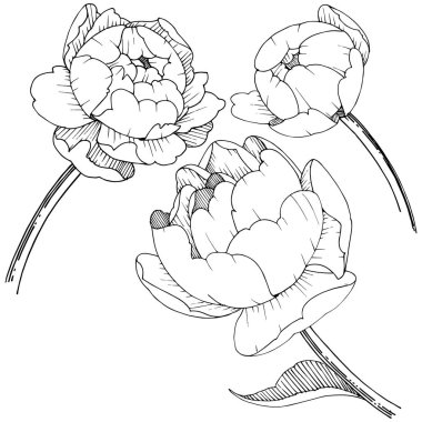 Şakayık Çiçeği izole bir vektör tarzı. Arka plan, doku, sarıcı desen, çerçeve veya kenarlık için vektör çiçek.