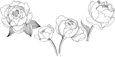 Şakayık Çiçeği izole bir vektör tarzı. Arka plan, doku, sarıcı desen, çerçeve veya kenarlık için vektör çiçek.