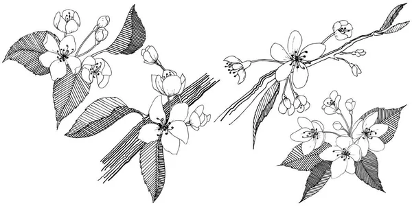 Appelboom Stijl Van Een Vector Geïsoleerd Volledige Naam Van Plant — Stockvector