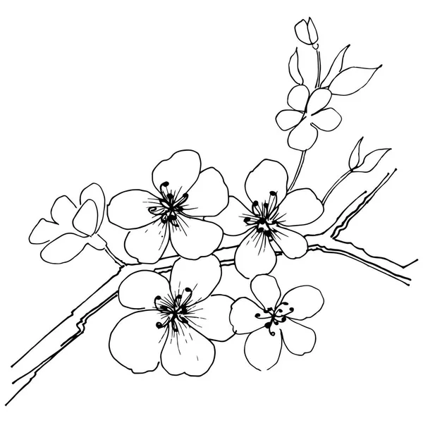 Sakura Vektor Stil Isolerade Fullständigt Namn Anläggningen Sakura Vektor Blomma — Stock vektor