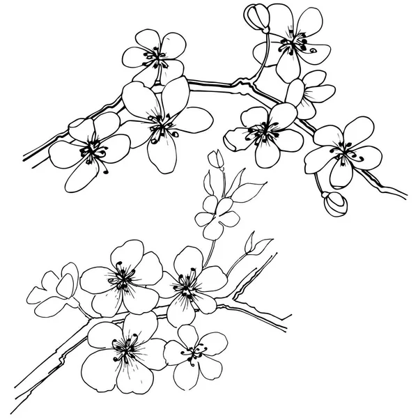 Сакура Стилі Вектор Ізольовані Повна Назва Рослини Сакура Вектор Квітка — стоковий вектор