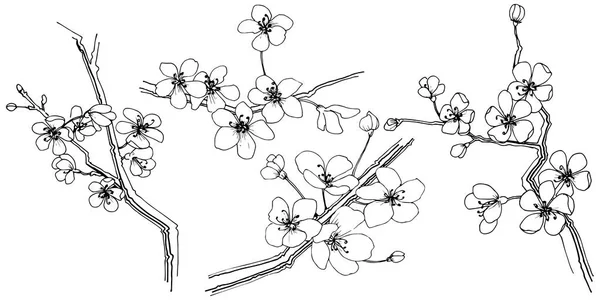 Sakura Într Stil Vectorial Izolat Numele Complet Plantei Sakura Floare — Vector de stoc