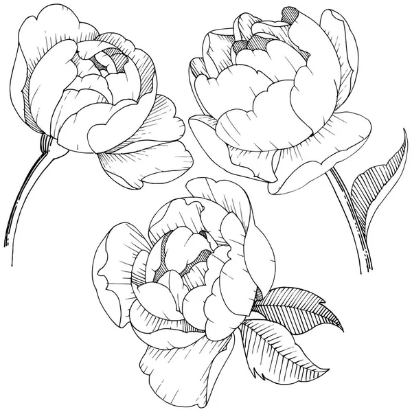 Fleur Pivoine Dans Style Vectoriel Isolé Fleur Vectorielle Pour Fond — Image vectorielle