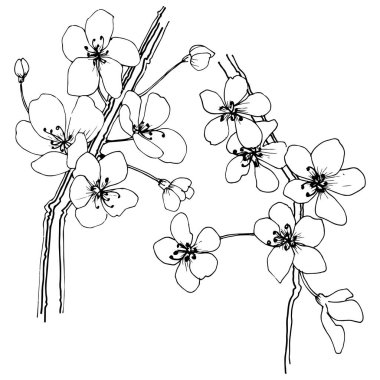 Sakura izole bir vektör tarzı. Bitki tam adı: sakura. Arka plan, doku, sarıcı desen, çerçeve veya kenarlık için vektör çiçek.