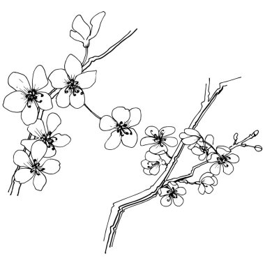 Sakura izole bir vektör tarzı. Bitki tam adı: sakura. Arka plan, doku, sarıcı desen, çerçeve veya kenarlık için vektör çiçek.