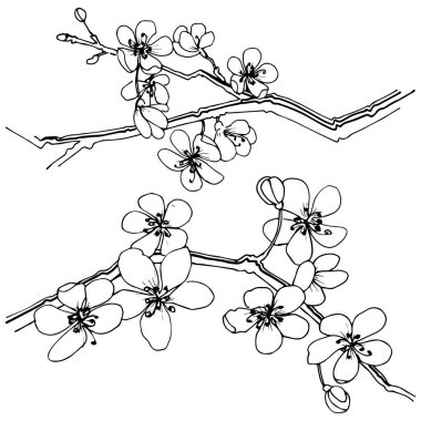 Sakura izole bir vektör tarzı. Bitki tam adı: sakura. Arka plan, doku, sarıcı desen, çerçeve veya kenarlık için vektör çiçek.