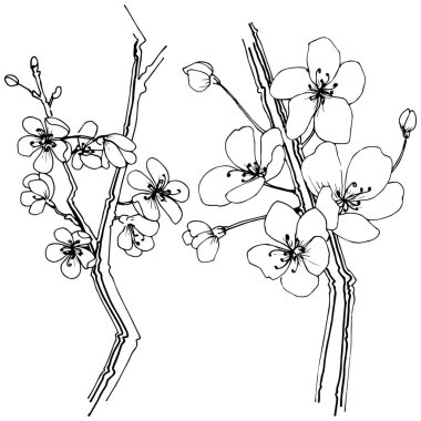 Sakura izole bir vektör tarzı. Bitki tam adı: sakura. Arka plan, doku, sarıcı desen, çerçeve veya kenarlık için vektör çiçek.