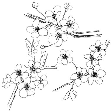 Sakura izole bir vektör tarzı. Bitki tam adı: sakura. Arka plan, doku, sarıcı desen, çerçeve veya kenarlık için vektör çiçek.