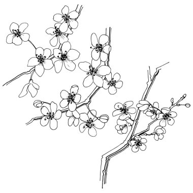 Sakura izole bir vektör tarzı. Bitki tam adı: sakura. Arka plan, doku, sarıcı desen, çerçeve veya kenarlık için vektör çiçek.