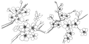 Sakura izole bir vektör tarzı. Bitki tam adı: sakura. Arka plan, doku, sarıcı desen, çerçeve veya kenarlık için vektör çiçek.