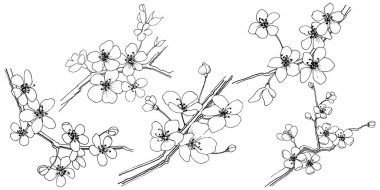 Sakura izole bir vektör tarzı. Bitki tam adı: sakura. Arka plan, doku, sarıcı desen, çerçeve veya kenarlık için vektör çiçek.