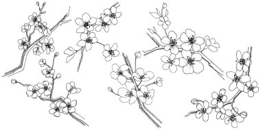 Sakura izole bir vektör tarzı. Bitki tam adı: sakura. Arka plan, doku, sarıcı desen, çerçeve veya kenarlık için vektör çiçek.