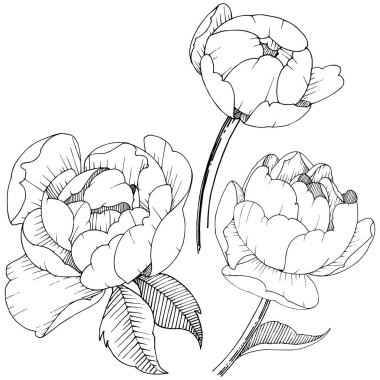 Şakayık Çiçeği izole bir vektör tarzı. Arka plan, doku, sarıcı desen, çerçeve veya kenarlık için vektör çiçek.