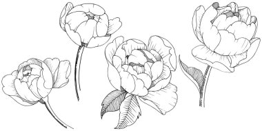 Şakayık Çiçeği izole bir vektör tarzı. Arka plan, doku, sarıcı desen, çerçeve veya kenarlık için vektör çiçek.