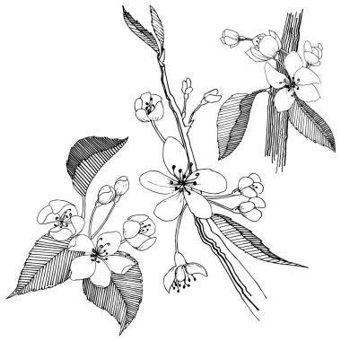 Elma ağacı izole bir vektör tarzı. Bitki tam adı: elma ağacı. Arka plan, doku, sarıcı desen, çerçeve veya kenarlık için vektör çiçek.