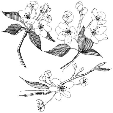 Elma ağacı izole bir vektör tarzı. Bitki tam adı: elma ağacı. Arka plan, doku, sarıcı desen, çerçeve veya kenarlık için vektör çiçek.