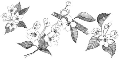 Elma ağacı izole bir vektör tarzı. Bitki tam adı: elma ağacı. Arka plan, doku, sarıcı desen, çerçeve veya kenarlık için vektör çiçek.