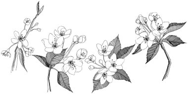 Elma ağacı izole bir vektör tarzı. Bitki tam adı: elma ağacı. Arka plan, doku, sarıcı desen, çerçeve veya kenarlık için vektör çiçek.