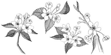 Elma ağacı izole bir vektör tarzı. Bitki tam adı: elma ağacı. Arka plan, doku, sarıcı desen, çerçeve veya kenarlık için vektör çiçek.