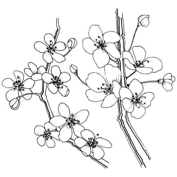 Sakura Vektor Stil Isolerade Fullständigt Namn Anläggningen Sakura Vektor Blomma — Stock vektor