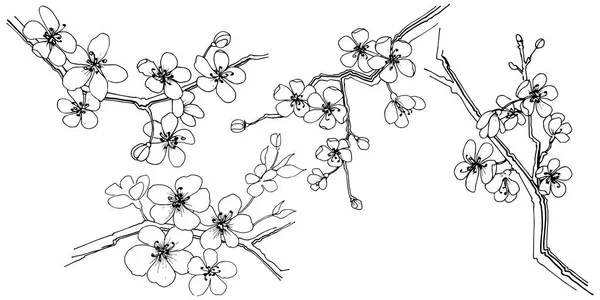樱花的矢量风格孤立 植物全名 包装图案 框架或边框的矢量花 — 图库矢量图片