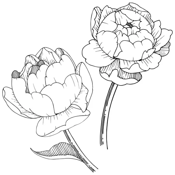 Peony Bloem Een Vector Stijl Geïsoleerd Vector Bloem Voor Achtergrond — Stockvector