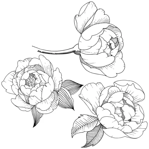 Παιωνία Λουλούδι Ένα Στυλ Διάνυσμα Απομονωμένη Διάνυσμα Λουλούδι Για Φόντο — Διανυσματικό Αρχείο