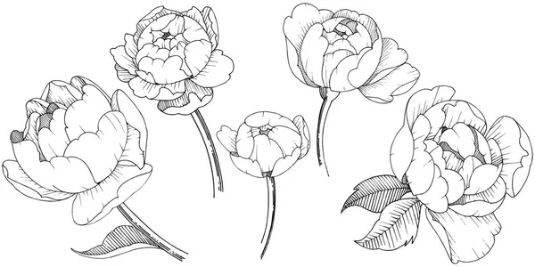 Peony Bloem Een Vector Stijl Geïsoleerd Vector Bloem Voor Achtergrond — Stockvector