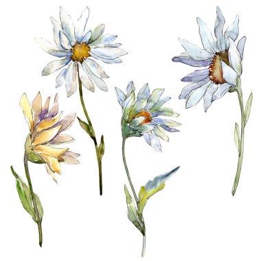 Beyaz papatya çiçek. Botanik çiçek. İzole illüstrasyon öğesi. Arka plan, doku, sarıcı desen, çerçeve veya kenarlık için Aquarelle kır çiçeği.