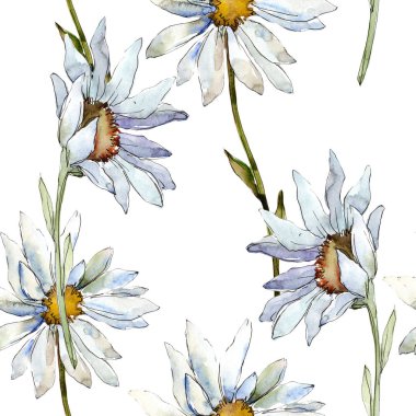 Beyaz papatya çiçek. Botanik çiçek. Sorunsuz arka plan deseni. Kumaş duvar kağıdı yazdırma doku. Arka plan, doku, sarıcı desen, çerçeve veya kenarlık için Aquarelle kır çiçeği.