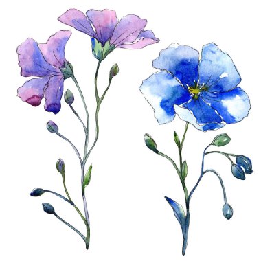 Mavi keten çiçek. Botanik çiçek. İzole illüstrasyon öğesi. Arka plan, doku, sarıcı desen, çerçeve veya kenarlık için Aquarelle kır çiçeği.