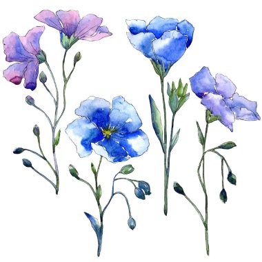 Mavi keten çiçek. Botanik çiçek. İzole illüstrasyon öğesi. Arka plan, doku, sarıcı desen, çerçeve veya kenarlık için Aquarelle kır çiçeği.