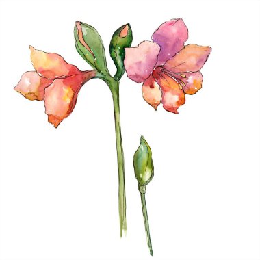 Turuncu nergis zambağı. Botanik çiçek. İzole illüstrasyon öğesi. Arka plan, doku, sarıcı desen, çerçeve veya kenarlık için Aquarelle kır çiçeği.