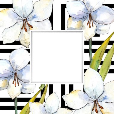 Beyaz nergis zambağı. Botanik çiçek. Çerçeve kenarlığı süsleme Meydanı. Arka plan, doku, sarıcı desen, çerçeve veya kenarlık için Aquarelle kır çiçeği.