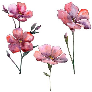 Kır çiçeği pembe keten. Botanik çiçek. İzole illüstrasyon öğesi. Arka plan, doku, sarıcı desen, çerçeve veya kenarlık için Aquarelle kır çiçeği.