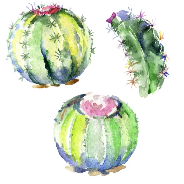 Wildblumengrüner Kaktus Blütenbotanische Blume Isoliertes Illustrationselement Aquarell Wildblume Für Hintergrund — Stockfoto