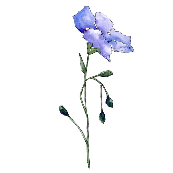 Fiore Lino Blu Fiore Botanico Floreale Elemento Illustrazione Isolato Fiordaliso — Foto Stock