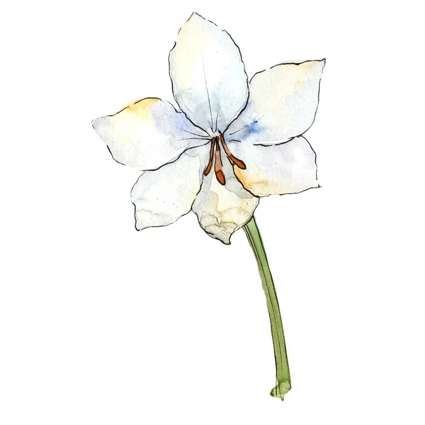 White Amaryllis Floral Botanical Flower Isolated Illustration Element Aquarelle Wildflower — Stock Photo, Image