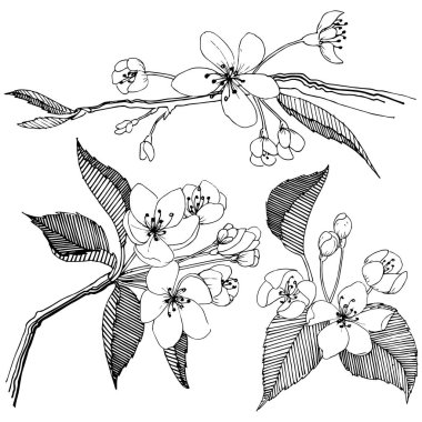 Elma ağacı izole bir vektör tarzı. Bitki tam adı: elma ağacı. Arka plan, doku, sarıcı desen, çerçeve veya kenarlık için vektör çiçek.