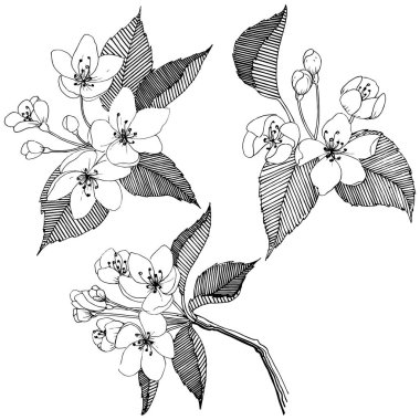 Elma ağacı izole bir vektör tarzı. Bitki tam adı: elma ağacı. Arka plan, doku, sarıcı desen, çerçeve veya kenarlık için vektör çiçek.